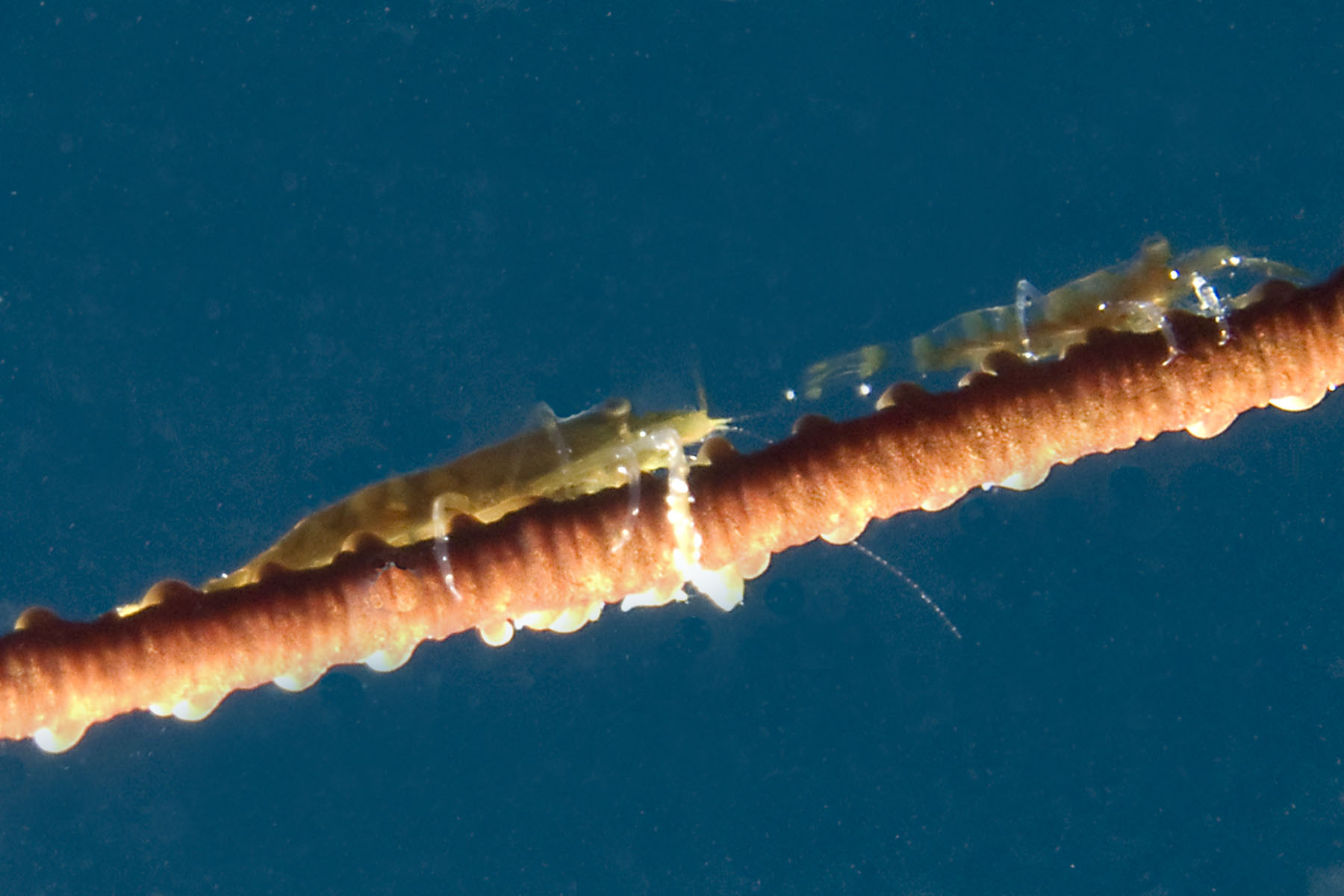 Wire coral shrimp in tandem